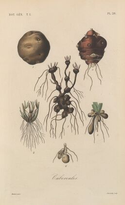Traité de botanique générale Pl.028