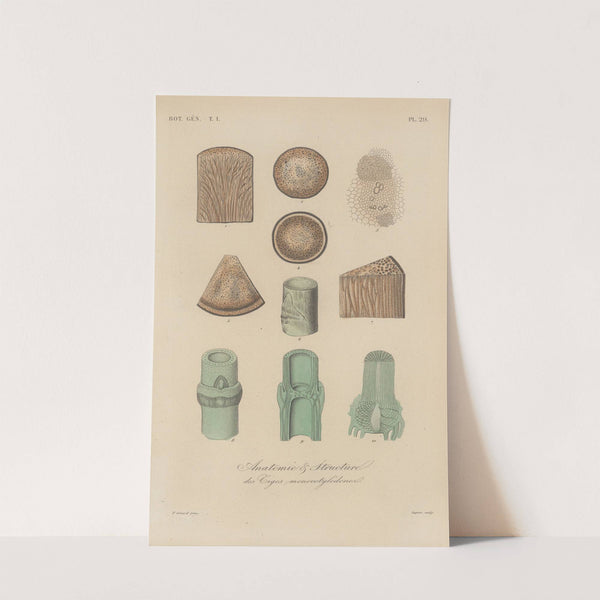 Traité de botanique générale Pl.029 by François Hérincq