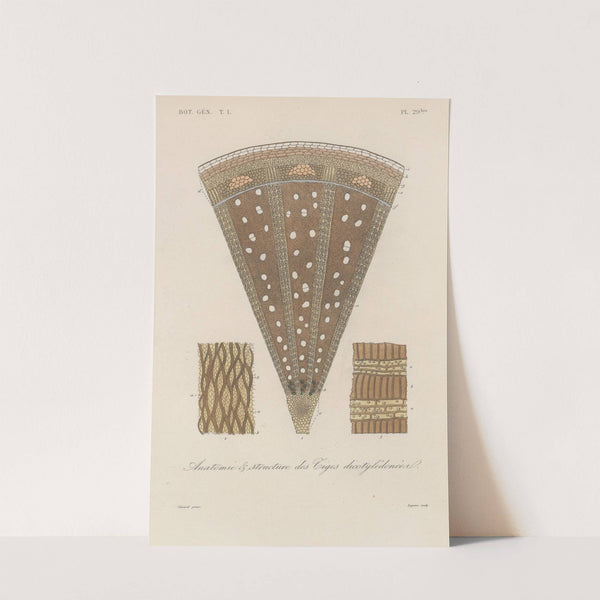 Traité de botanique générale Pl.030 by François Hérincq