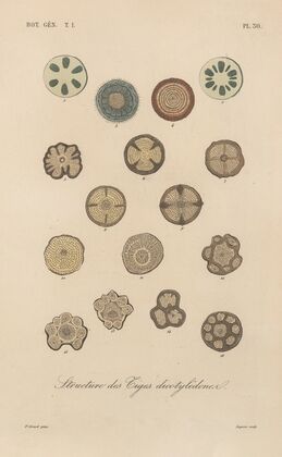 Traité de botanique générale Pl.031