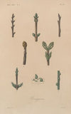 Traité de botanique générale Pl.032