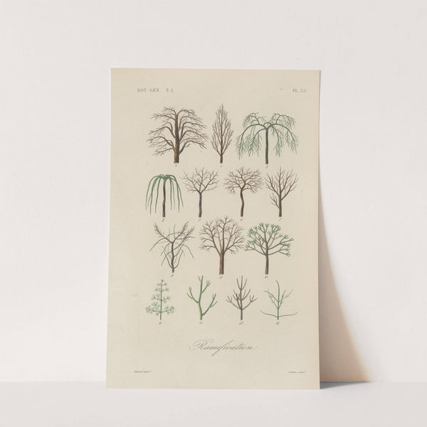 Traité de botanique générale Pl.033 by François Hérincq