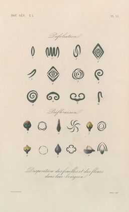 Traité de botanique générale Pl.034