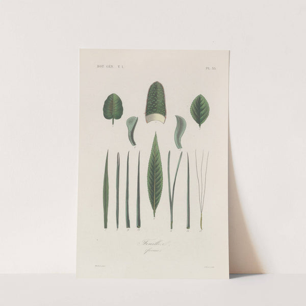 Traité de botanique générale Pl.036 by François Hérincq