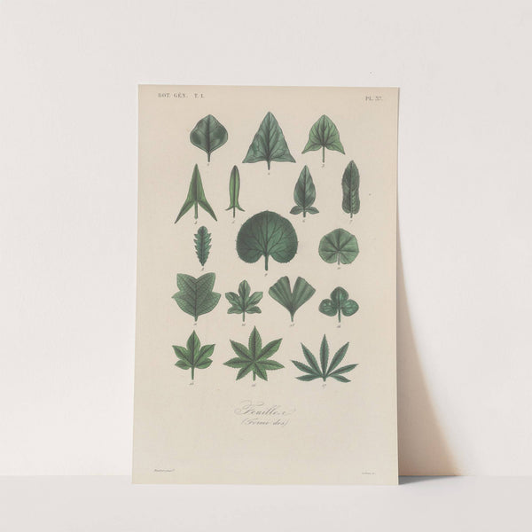 Traité de botanique générale Pl.038 by François Hérincq