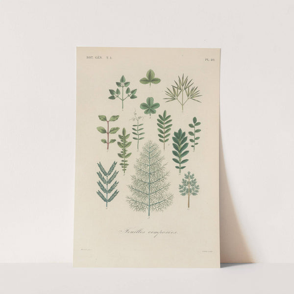 Traité de botanique générale Pl.041 by François Hérincq