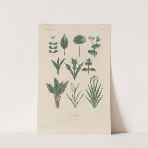 Traité de botanique générale Pl.042 by François Hérincq