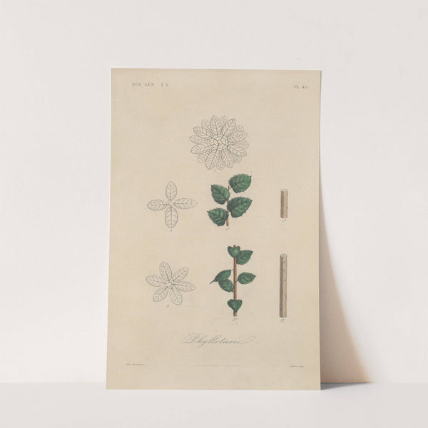 Traité de botanique générale Pl.044 by François Hérincq