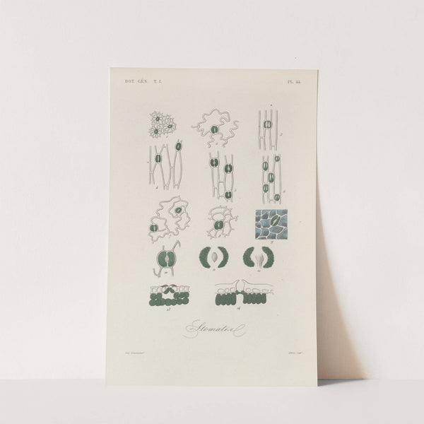 Traité de botanique générale Pl.045 by François Hérincq