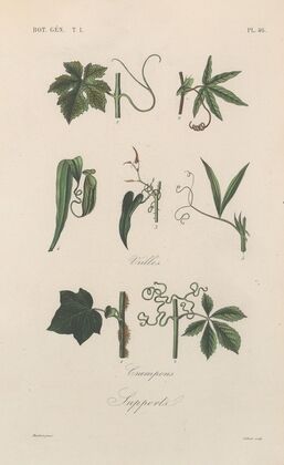 Traité de botanique générale Pl.047