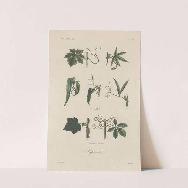 Traité de botanique générale Pl.047 by François Hérincq