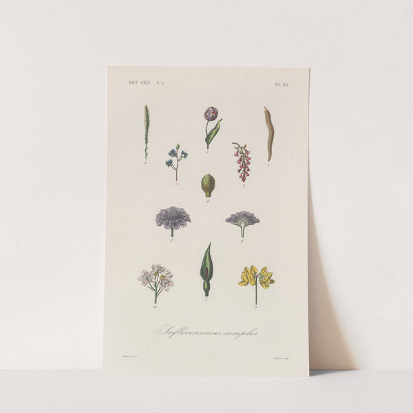 Traité de botanique générale Pl.049 by François Hérincq