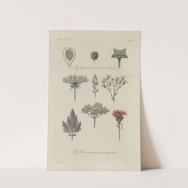 Traité de botanique générale Pl.050 by François Hérincq