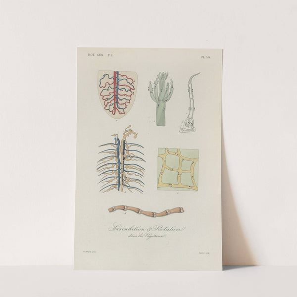 Traité de botanique générale Pl.051 by François Hérincq
