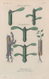 Traité de botanique générale Pl.053
