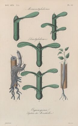 Traité de botanique générale Pl.053