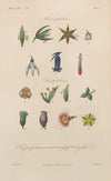 Traité de botanique générale Pl.054