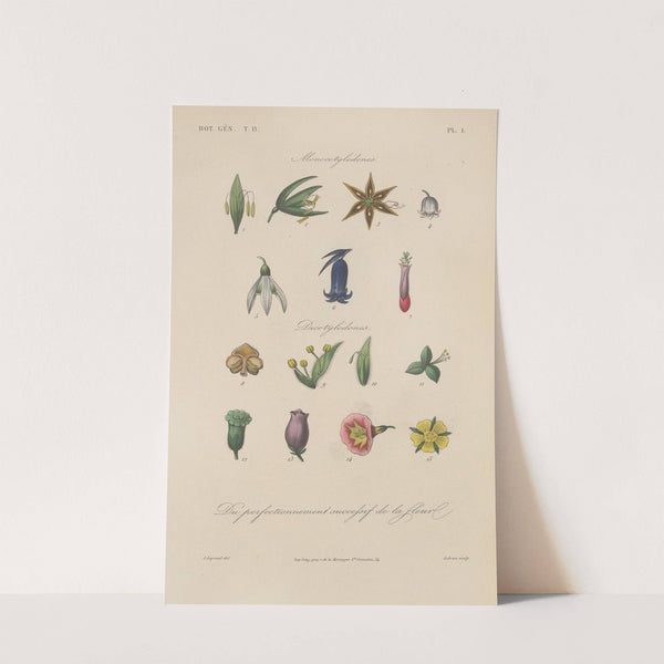 Traité de botanique générale Pl.054 (1860s) by François Hérincq