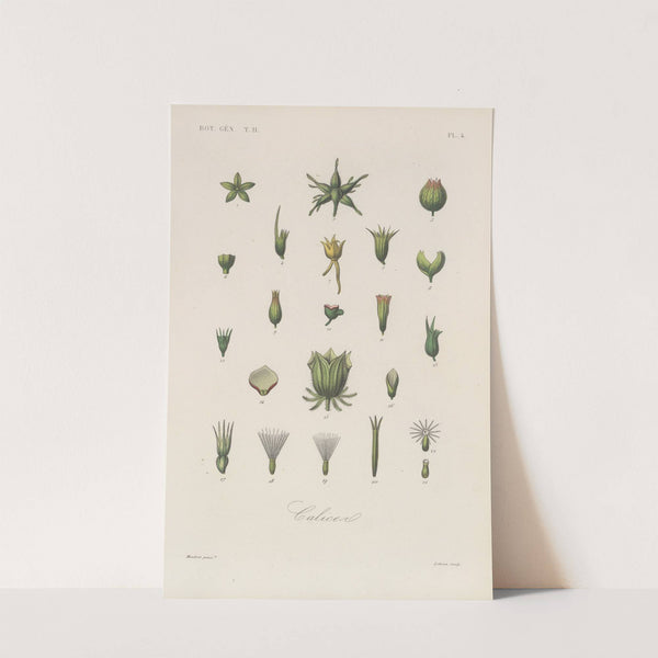 Traité de botanique générale Pl.055 by François Hérincq