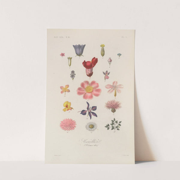 Traité de botanique générale Pl.056 by François Hérincq