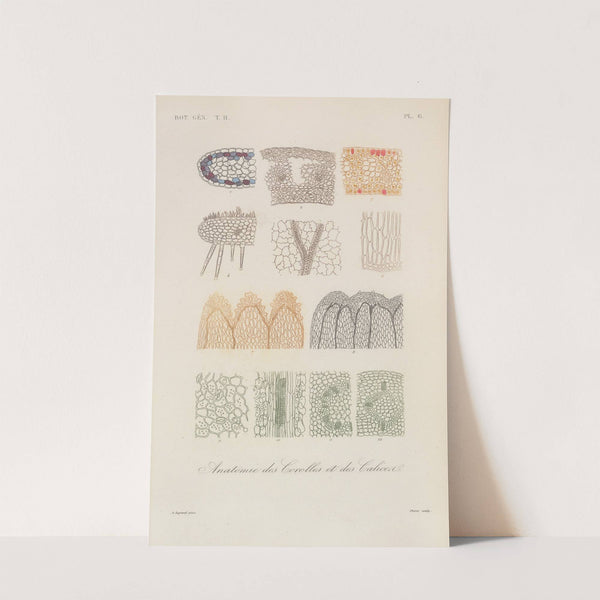 Traité de botanique générale Pl.057 by François Hérincq