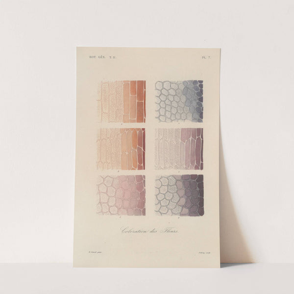 Traité de botanique générale Pl.058 by François Hérincq