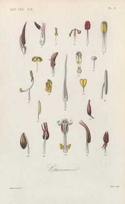 Traité de botanique générale Pl.060