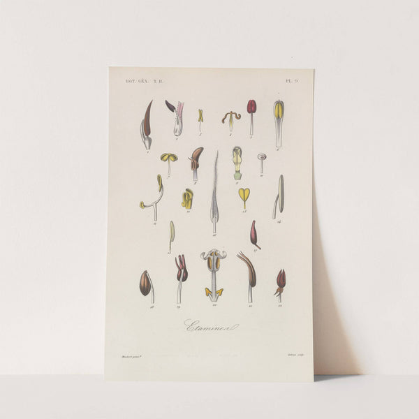 Traité de botanique générale Pl.060 by François Hérincq