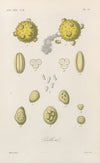 Traité de botanique générale Pl.061