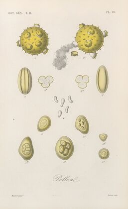 Traité de botanique générale Pl.061