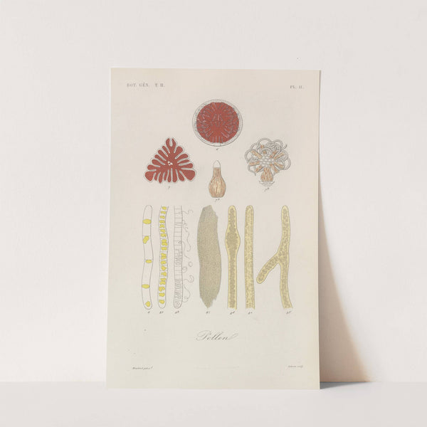 Traité de botanique générale Pl.062 by François Hérincq