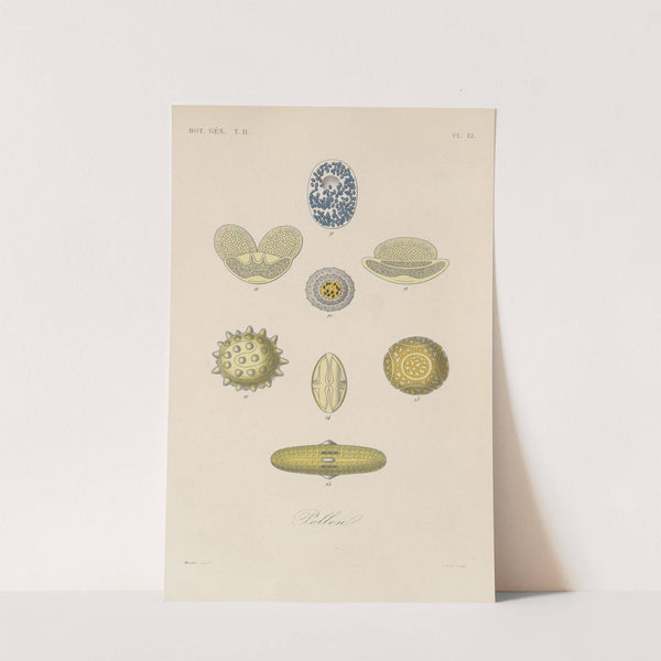 Traité de botanique générale Pl.063 by François Hérincq