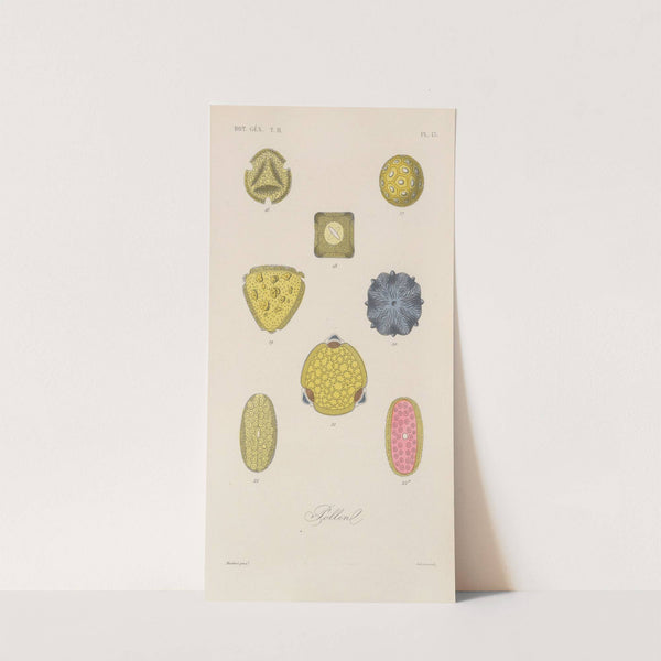 Traité de botanique générale Pl.064 by François Hérincq