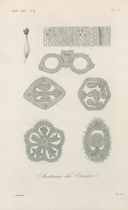 Traité de botanique générale Pl.068