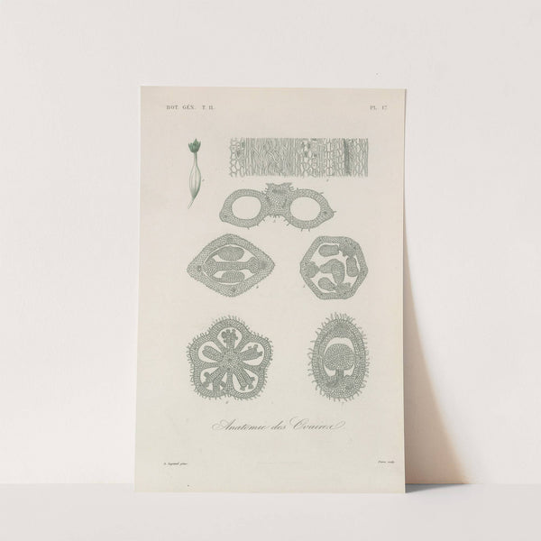 Traité de botanique générale Pl.068 by François Hérincq