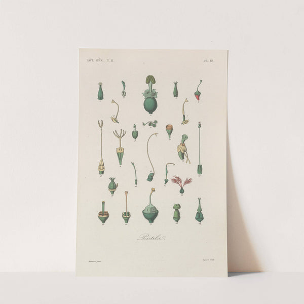 Traité de botanique générale Pl.069 by François Hérincq