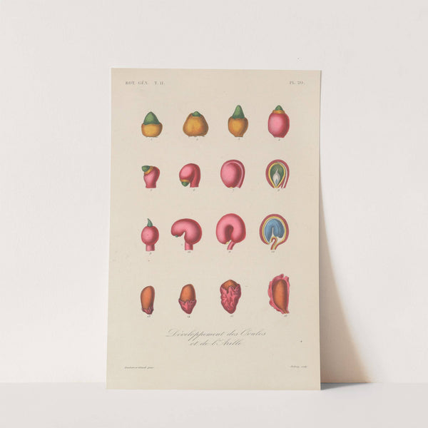 Traité de botanique générale Pl.071 by François Hérincq