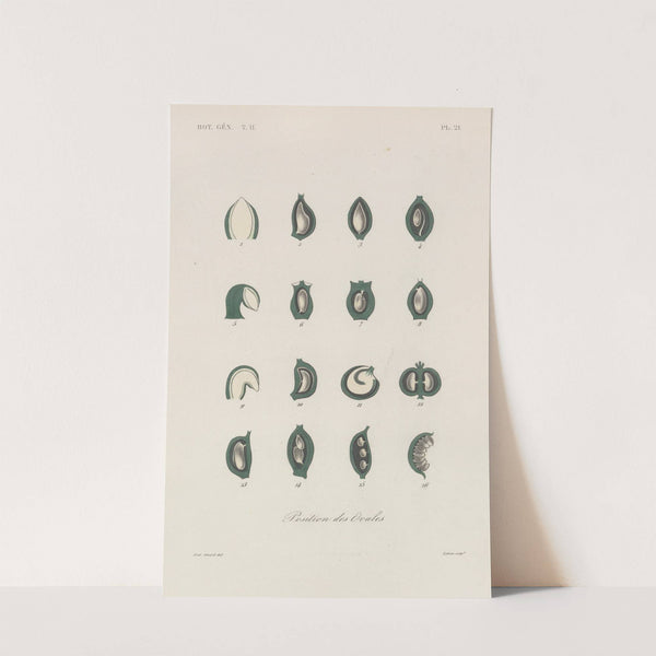 Traité de botanique générale Pl.072 by François Hérincq