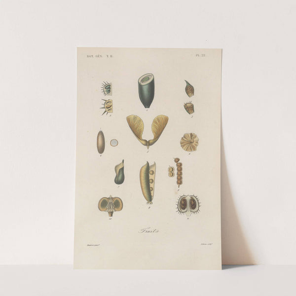 Traité de botanique générale Pl.073 by François Hérincq