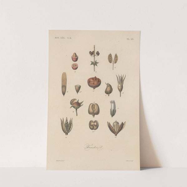 Traité de botanique générale Pl.074 by François Hérincq