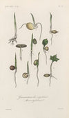 Traité de botanique générale Pl.076