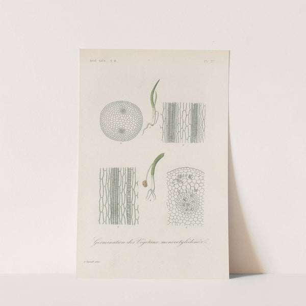 Traité de botanique générale Pl.078 by François Hérincq