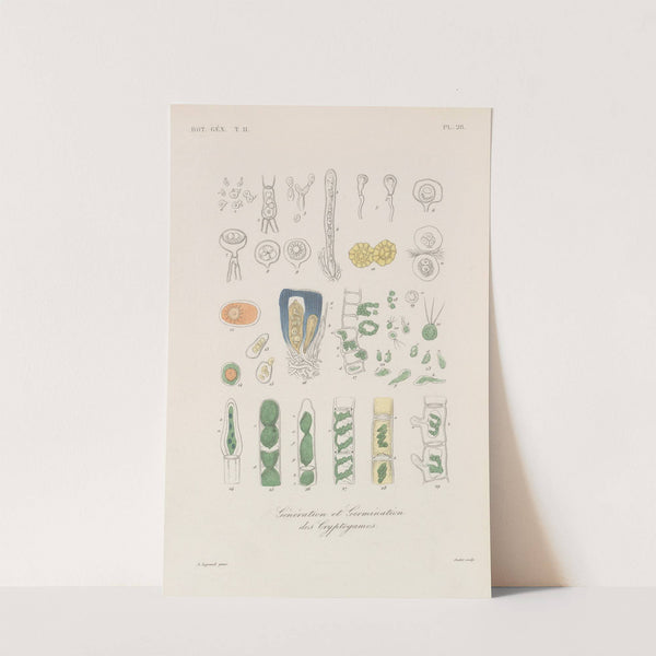 Traité de botanique générale Pl.079 by François Hérincq