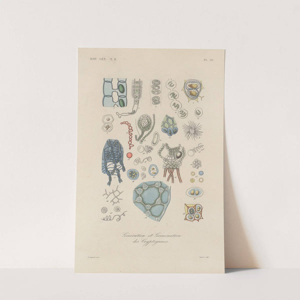 Traité de botanique générale Pl.080 by François Hérincq