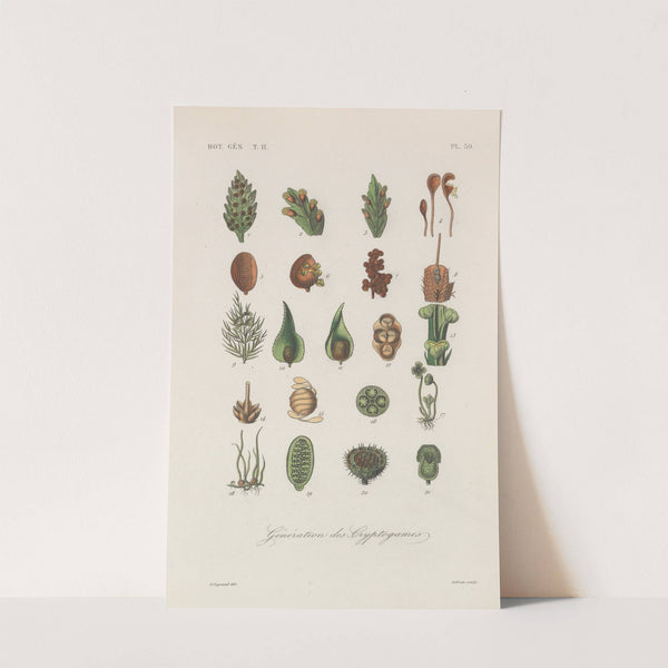 Traité de botanique générale Pl.081 by François Hérincq