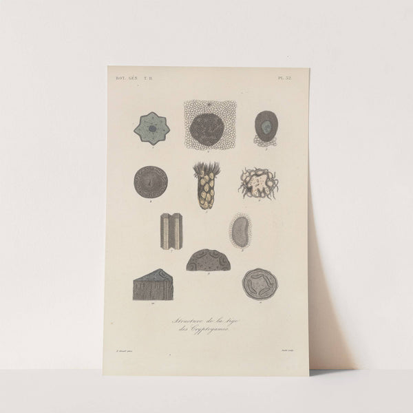 Traité de botanique générale Pl.083 by François Hérincq