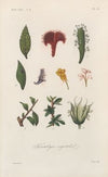 Traité de botanique générale Pl.084