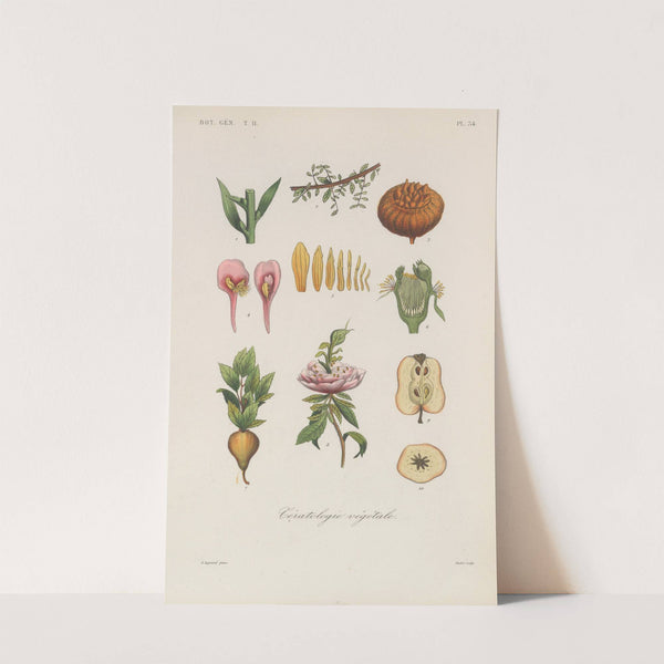 Traité de botanique générale Pl.085 by François Hérincq