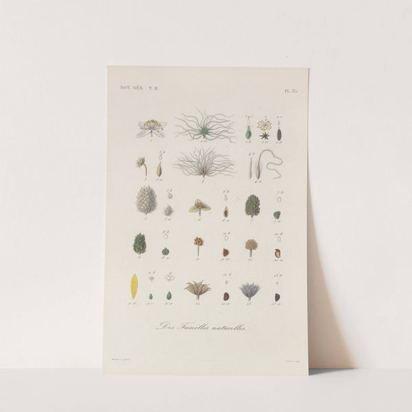 Traité de botanique générale Pl.086 by François Hérincq