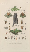 Traité de botanique générale Pl.087